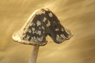 Hat of coprinopsis picacea