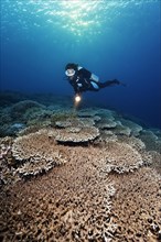 Diver with light looking at reef top densely covered with Acropora stony coral table coral