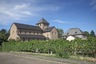 St. Aegidius Basilica in Romanesque style with vines in Mittelheim