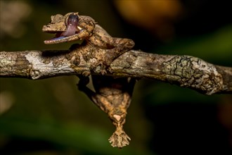 Montagne d Ambre Flat-tailed Gecko
