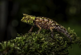 An earth chameleon