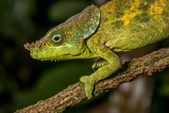 Malthes elephant-eared chameleon