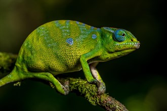 Petters petter's chameleon