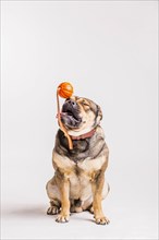 Bulldog playing with toy over white background