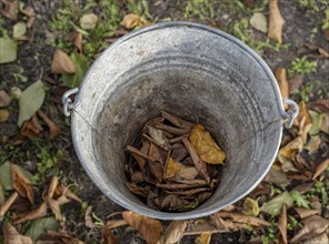 Autumn leaves in a tin bucket