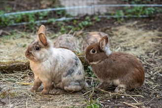 Lionhead rabbits and dwarf rabbits in garden enclosure