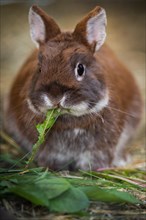 Dwarf rabbit in the garden eating dandelion