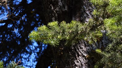 Branch of a Kefalonia fir