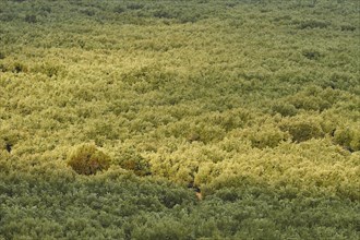 Dense olive grove from above