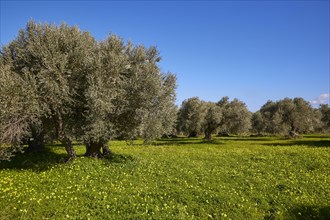 Olives