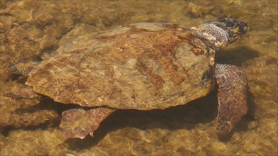 Swimming sea turtle