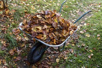 Autumn leaves in wheelbarrow in the garden