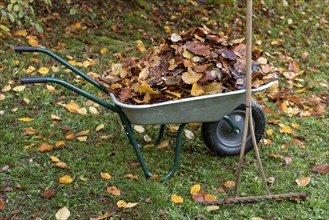 Autumn leaves in wheelbarrow with old rake in garden