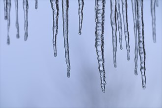 Icicles in winter