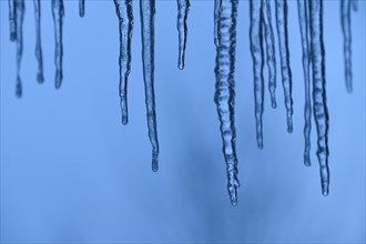 Icicles in winter