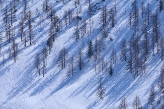 Mountain forest with ski tracks in winter