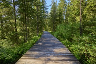 Wood plank path