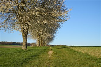 Row of cherry trees