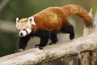 Red panda