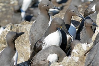 Common guillemots standing close together on a rock