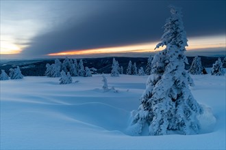 Snow-covered trees and landscape on the Feldberg in front of sunrise