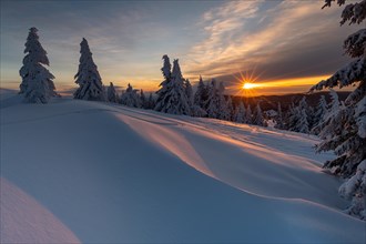 Snow-covered trees and landscape on the Feldberg at sunrise