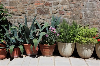 Pots with plants in front of a house wall