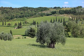 Landscape in Tuscany near Castelnuovo dell'Abate with cypresses and olive trees