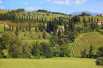 Landscape in Tuscany near Castelnuovo dell'Abate with cypresses and olive trees