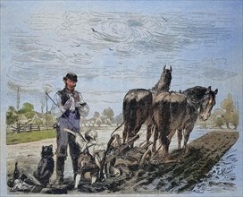 First attempt of the farmer's boy to plough the field with the horse and cart and the plough