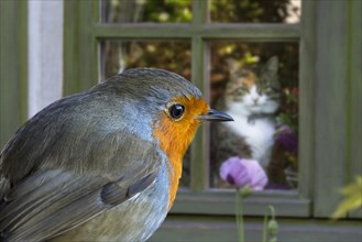 Domestic cat in house looking through window at European robin