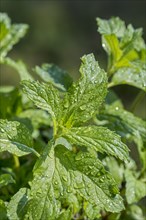 Close-up of wet green leaves of peppermint