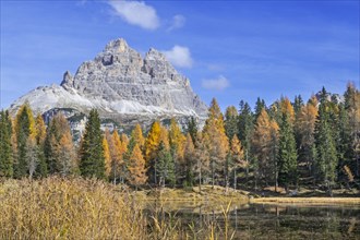 Mountain Drei Zinnen and larch trees in autumn colours around Lake Lago d'Antorno in the Tre Cime Natural Park