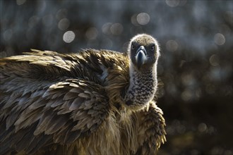 White-backed vulture