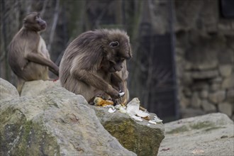 Djelada or gelada baboons