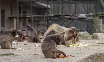 Djelada or gelada baboons