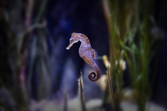 Spotted long-snouted seahorse