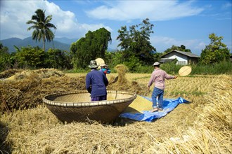 Rice farmers traditionally harvesting and threshing rice