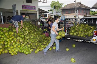 Transferring green fresh coconuts onto a pick up