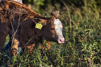 Newborn calf of a cow goes to the meadow