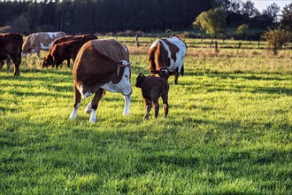 Newborn calf and cow in the meadow
