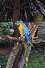 Tame blue and yellow macaw
