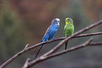 Two different coloured budgies