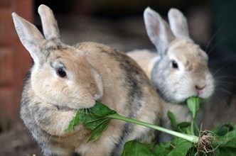 Domestic rabbit