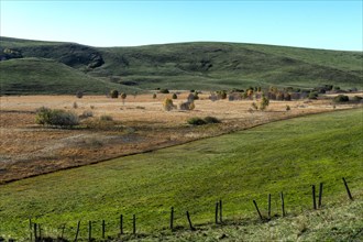 Bog landscape with dry bog grass