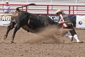 Bull chasing a rodeo clown after throwing its rider
