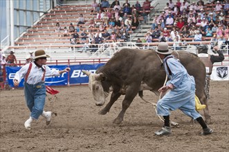 Bull after throwing cowboy