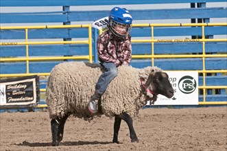 Young child riding a sheep
