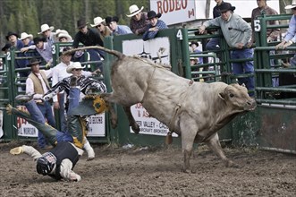 Cowboy being thrown while bull riding