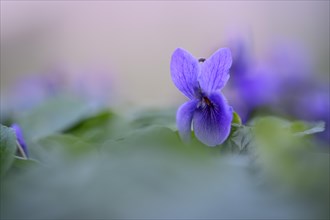 Heath dog-violet